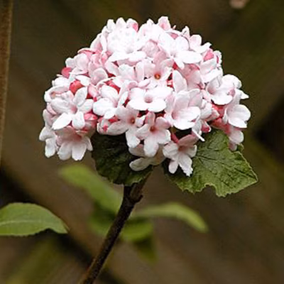 2 x Viorne de Carle &lsquo;Aurora&rsquo; – Viburnum carlesii &lsquo;Aurora&rsquo;  – 50-60 cm pot
