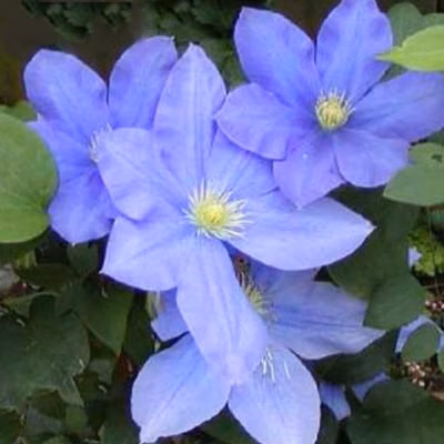 2 x Clématite &lsquo;H.F. Young&rsquo; – Clematis &lsquo;Hf Young&rsquo;  – 50-60 cm pot