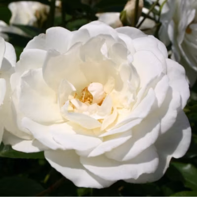 2 x Rosier Kordes – Rosa &lsquo;Schneewittchen&rsquo;