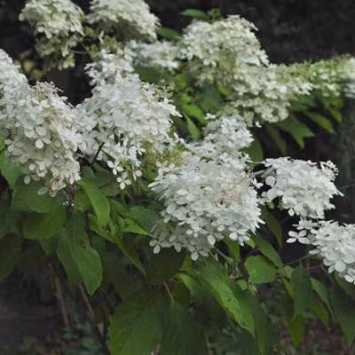 2 x Hortensia paniculé &lsquo;Phantom&rsquo; – Hydrangea paniculata &lsquo;Phantom&rsquo;  – 40-50 cm pot
