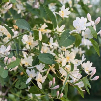 2 x Chèvrefeuille d&rsquo;hiver – Lonicera fragrantissima  – 40-50 cm pot