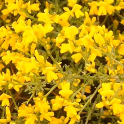 2 x Genêt de Lydie – Genista lydia  – 30-40 cm pot