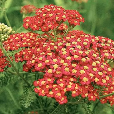 6 x Achillée millefeuille &lsquo;Paprika&rsquo; – Achillea millefolium &lsquo;Paprika&rsquo;  – godet 9cm x 9cm