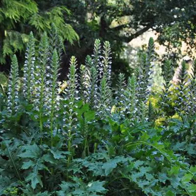 6 x Acanthe à feuilles molles – Acanthus mollis  – godet 9cm x 9cm
