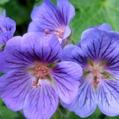 6 x Géranium vivace &lsquo;Blue Blood&rsquo; – Geranium &lsquo;Blue Blood&rsquo;  – godet 9cm x 9cm