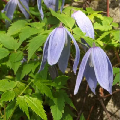 2 x Clématite des alpes – Clematis alpina  – 50-60 cm pot