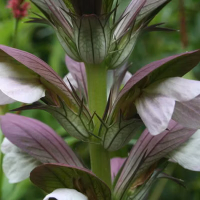 6 x Acanthe de Hongrie &lsquo;Hollande Du Nord&rsquo; – Acanthus &lsquo;Hollande Du Nord&rsquo;  – godet 9cm x 9cm