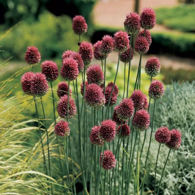 6 x Ail d&rsquo;ornement sphaerocephalum – Allium sphaerocephalon  – godet 9cm x 9cm