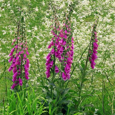 6 x Digitale, Gant de Notre dame – Digitalis purpurea &lsquo;Excelsior Hybrids&rsquo;  – godet 9cm x 9cm