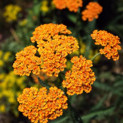 6 x Achillée &lsquo;Walter Funcke&rsquo; – Achillea &lsquo;Walter Funcke&rsquo;  – godet 9cm x 9cm