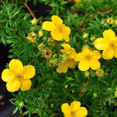 2 x Potentille arbustive &lsquo;Goldfinger&rsquo; – Potentilla fruticosa &lsquo;Goldfinger&rsquo;  – 25-30 cm pot
