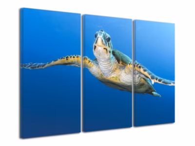 DECLINA, Tableau toile imprimée, animaux, Tableau photo mer Tortue Géante, 90×60 cm