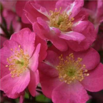 2 x Kordes Nectar Rosier – Rosa &lsquo;Lupo&rsquo;