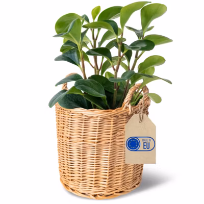 Creative Home Panier en Osier avec Poignées Claires 26 x 26 x 30 cm – Pot de Fleurs, Rangement, Panier à Fruits ou Linge, Naturel