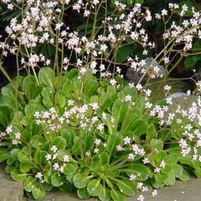 6 x Désespoir du peintre – Saxifraga urbium  – godet 9cm x 9cm
