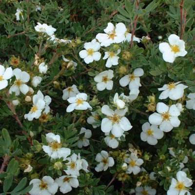 2 x Potentille arbustive &lsquo;Abbotswood&rsquo; – Potentilla fruticosa &lsquo;Abbotswood&rsquo;  – 20-25 cm pot