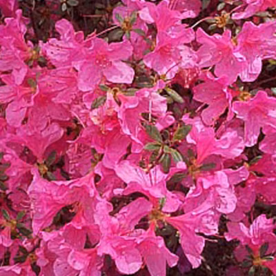 2 x Azalée Japonaise rose – Azalea japonica  – 25-30 cm pot
