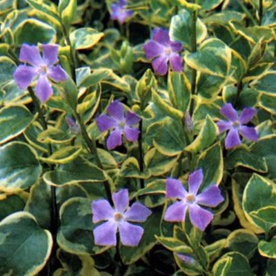 6 x Grande pervenche &lsquo;Variegata&rsquo; – Vinca major &lsquo;Variegata&rsquo;  – godet 9cm x 9cm