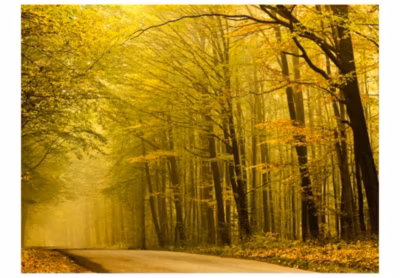 Papier peint intissé panoramique paysage route dans la forêt d&rsquo;automne 200×154 cm