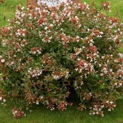 2 x Abelia à grandes fleurs – Abelia grandiflora  – 25-30 cm pot