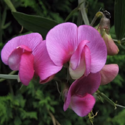 6 x Pois vivace &lsquo;Red Pearl&rsquo; – Lathyrus latifolius &lsquo;Red Pearl&rsquo;  – godet 9cm x 9cm