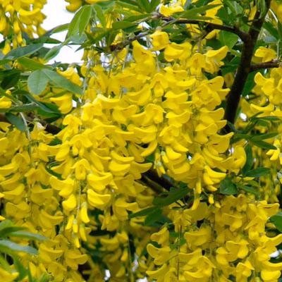 2 x Cytise commun – Laburnum anagyroides  – 50-60 cm pot