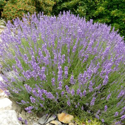 6 x Lavande officinale – Lavandula angustifolia  – godet 9cm x 9cm
