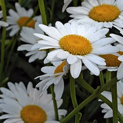 6 x Marguerite &lsquo;Polaris&rsquo; – Leucanthemum &lsquo;Polaris&rsquo;  – godet 9cm x 9cm