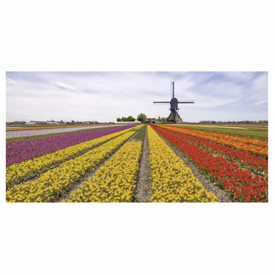 Brise vue imprimé paysage TULIPES ARC EN CIEL, H.1.5 x L.3 m, 100% occultant, Made in France par Scenolia + kit de fixation offert