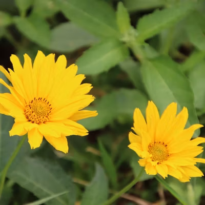 6 x Coréopsis à feuilles en aiguilles &lsquo;Crème Brulée&rsquo; – Coreopsis hybrida &lsquo;Creme Brullee&rsquo;  – godet 9cm x 9cm