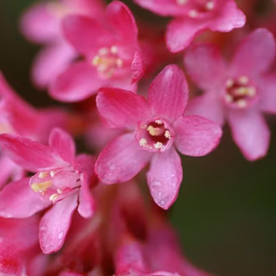 2 x Groseillier à fleurs – Ribes sanguineum  – 50-60 cm pot